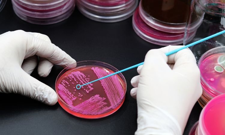 BACILOS GRAM POSITIVOS EMERGENTES Y SU RESISTENCIA ANTIMICROBIANA: RETOS PARA EL DIAGNÓSTICO MICROBIOLÓGICO